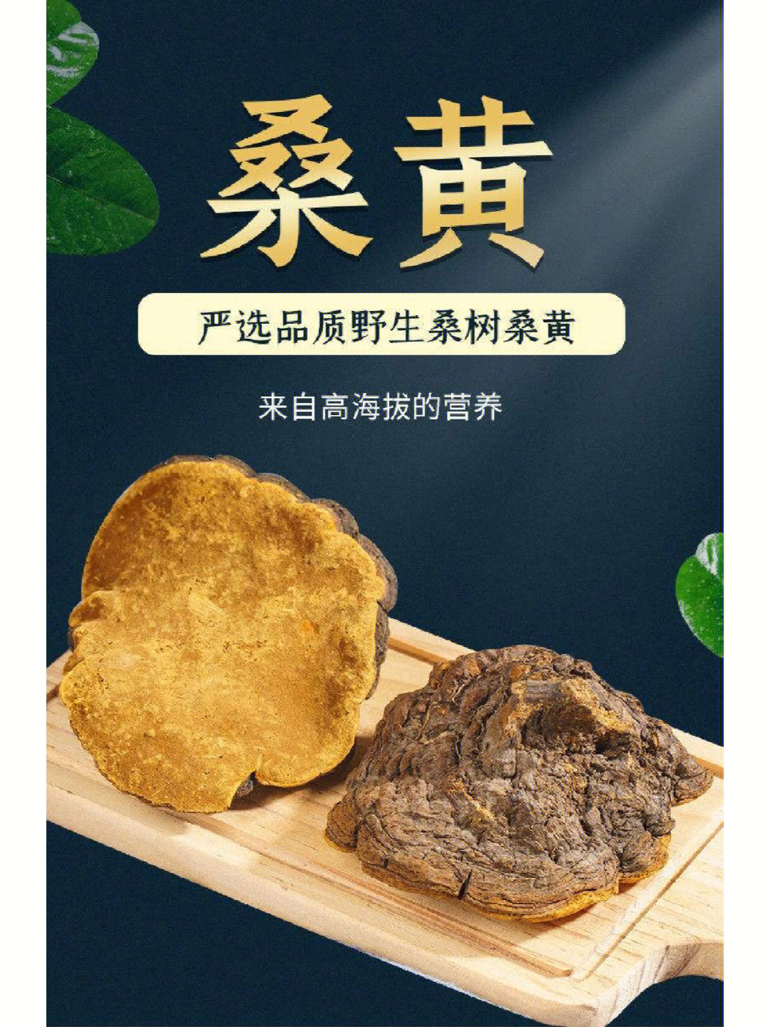 桑黄的用量图片