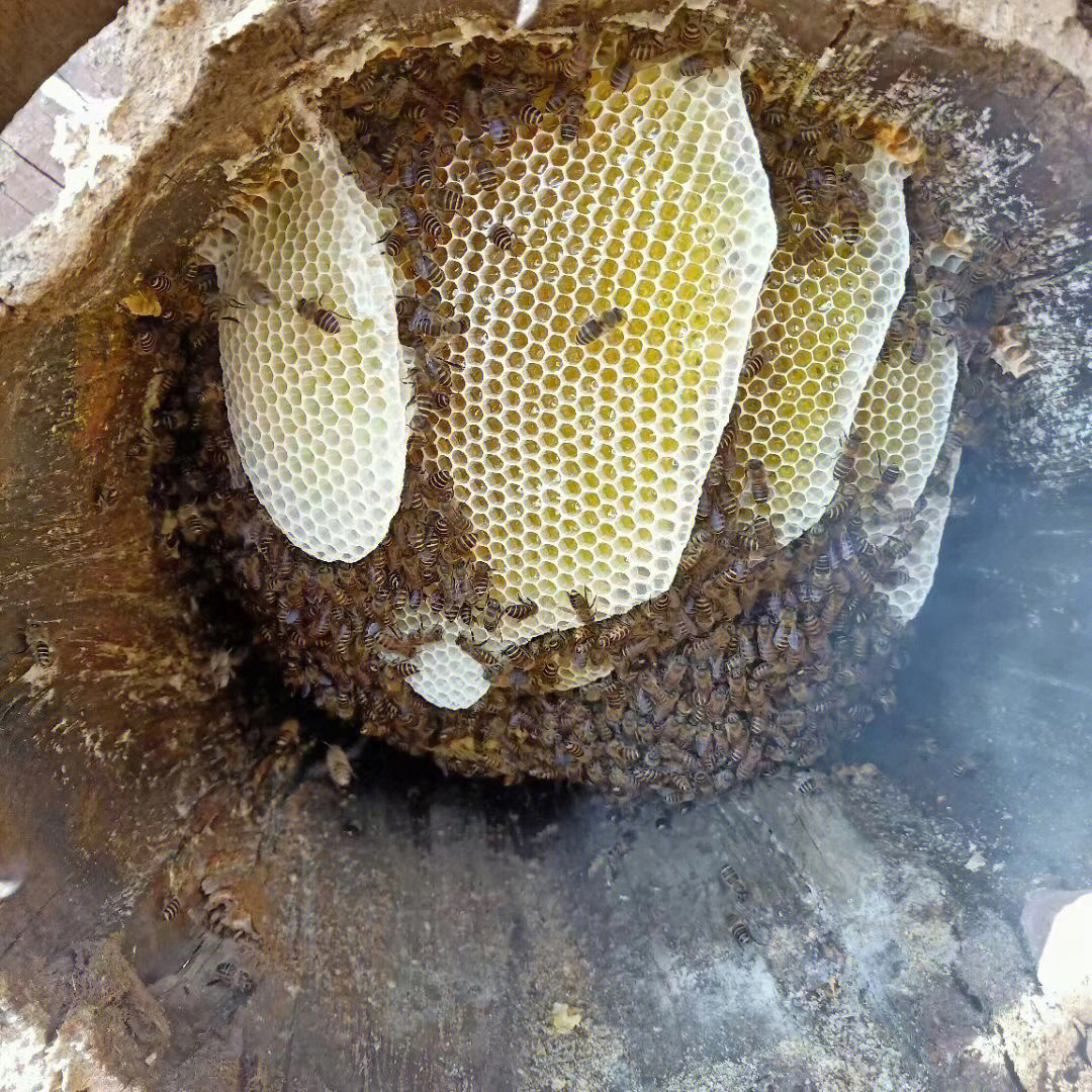 家里挖的野生蜂蜜 蜂巢 需要的朋友可以联系