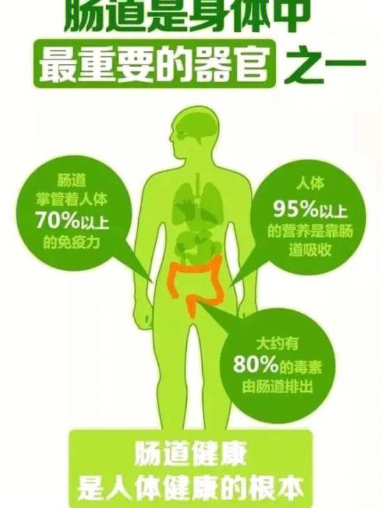 人体摄取的食物都需要肠胃来进行分解消化,胃肠健康才能将这些营养