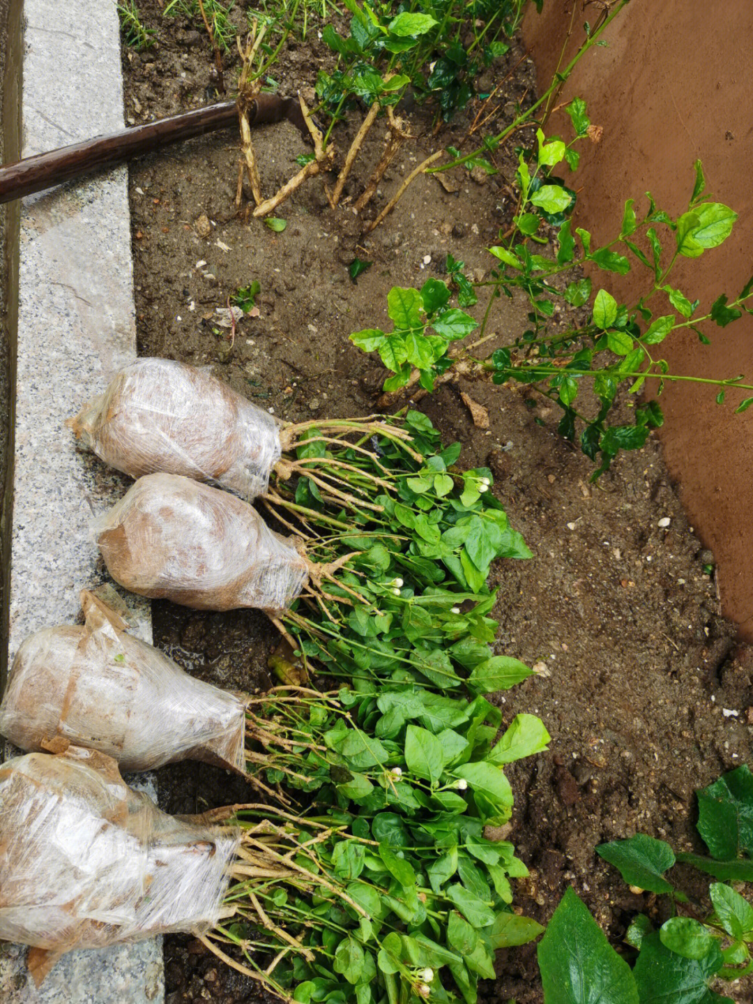 几十棵虎头茉莉在雨中种下盛花期57月