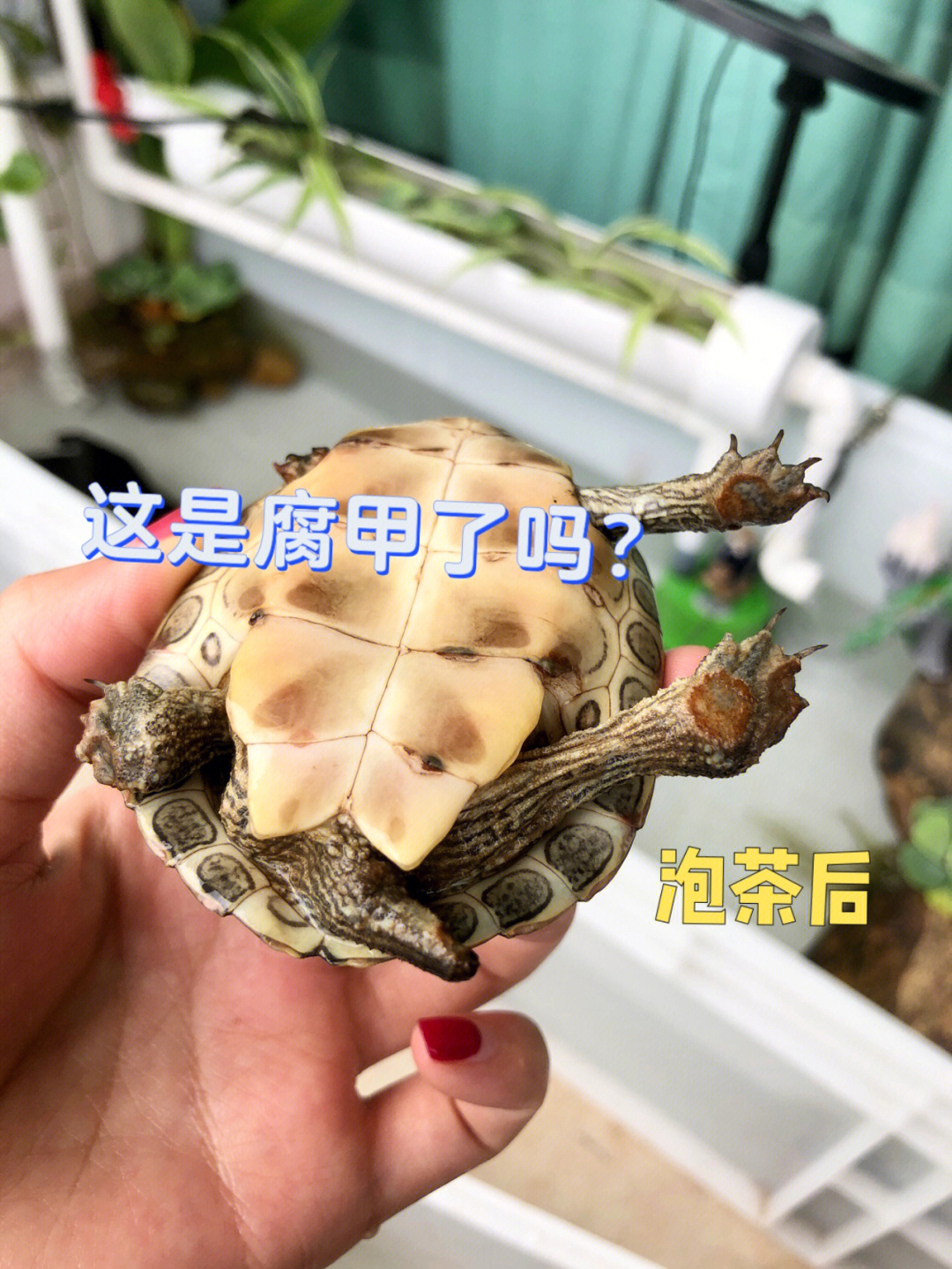 这小龟要搽什么药