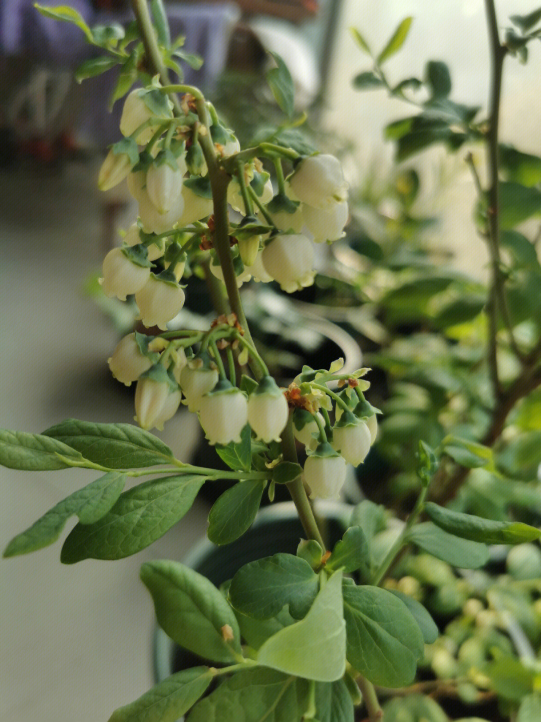 阳台蓝莓花苞授粉