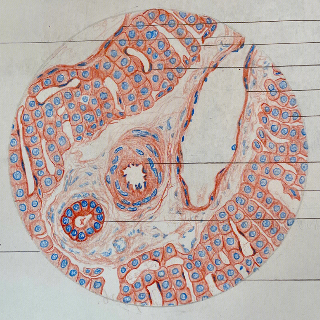 组胚手绘图红蓝铅笔图片