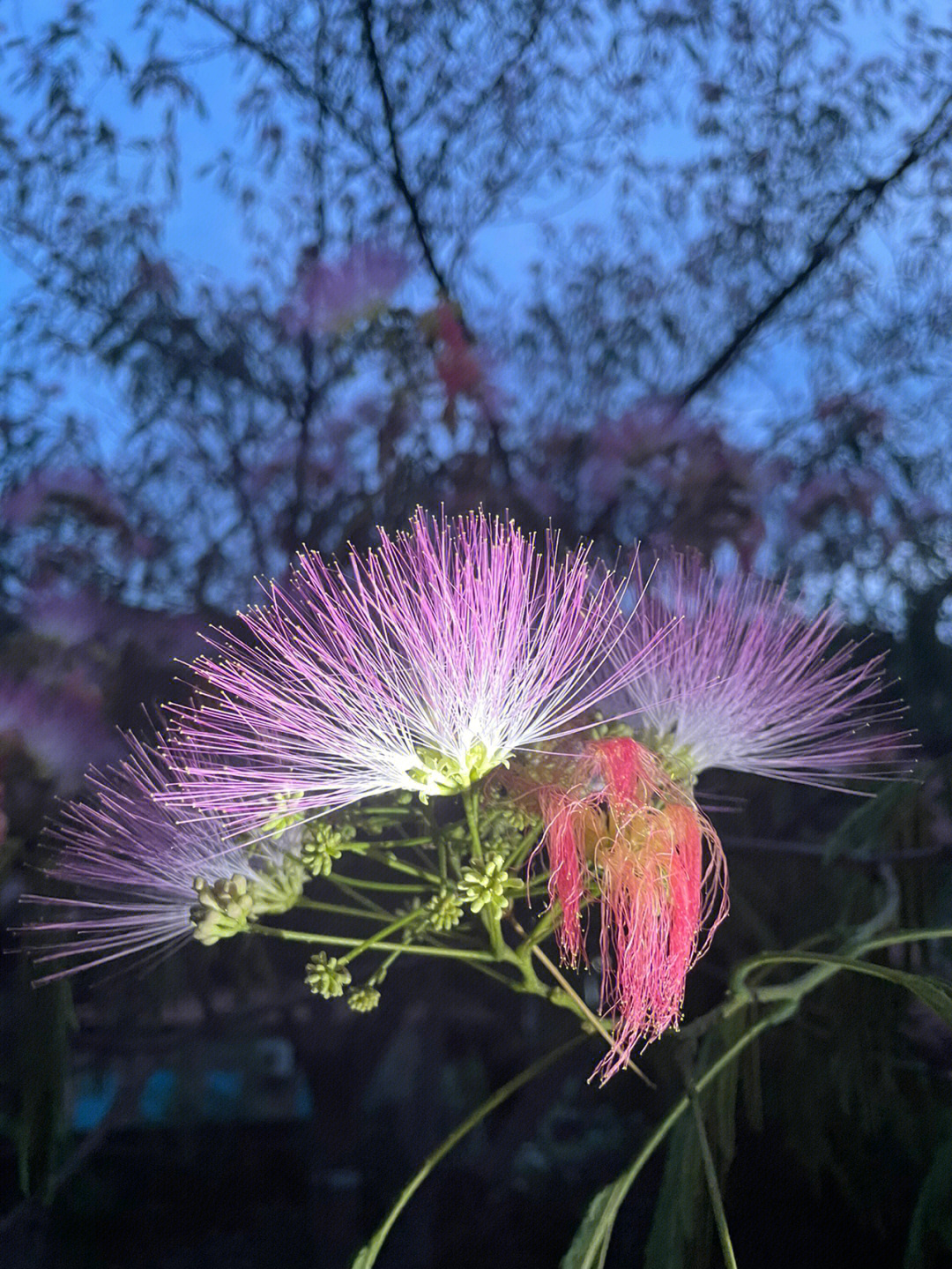 合欢花花语是什么图片