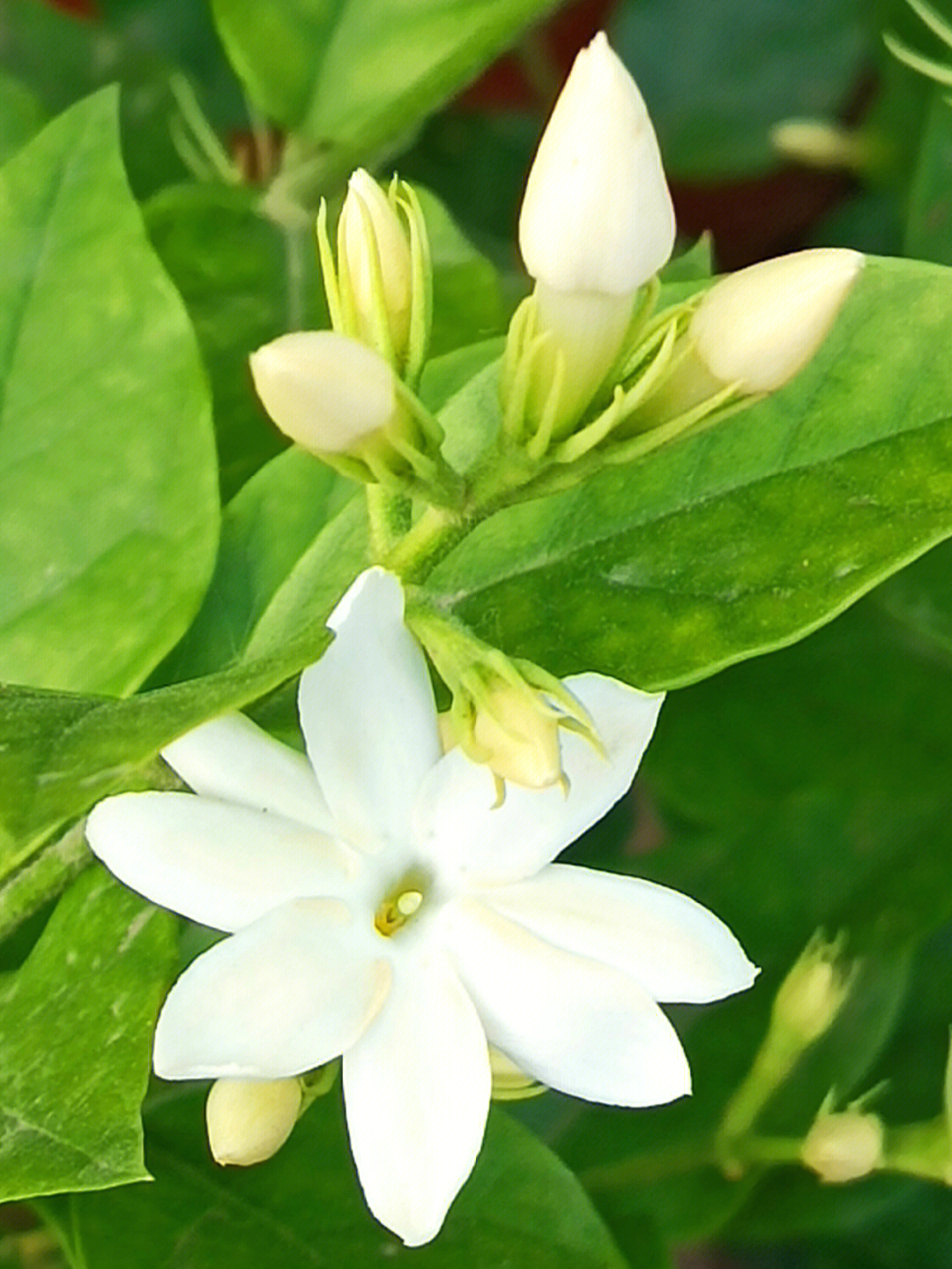 香气沁人心脾的单瓣茉莉花