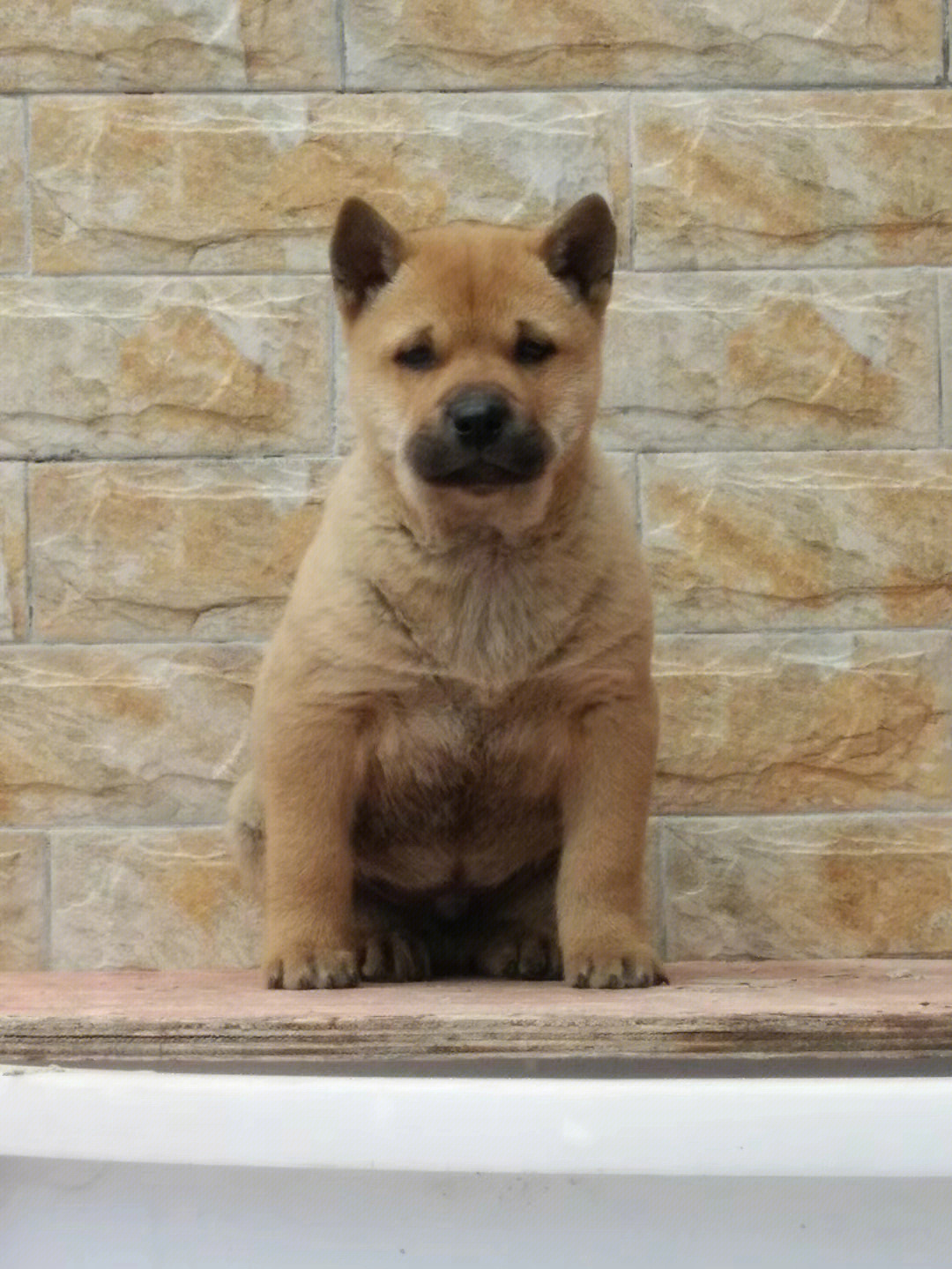 纯正田园犬