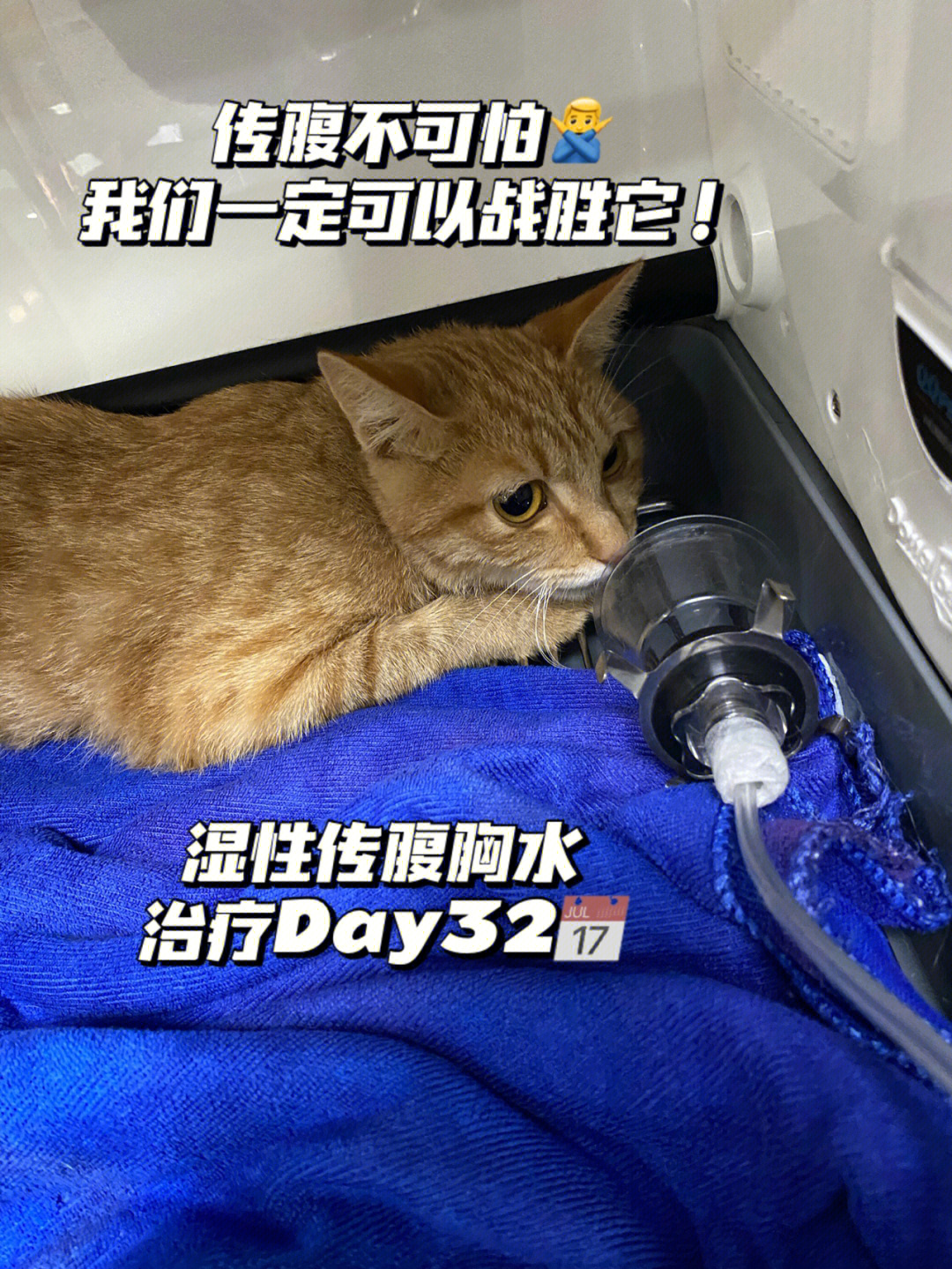 滚蛋吧猫传腹湿性传腹胸水治疗分享