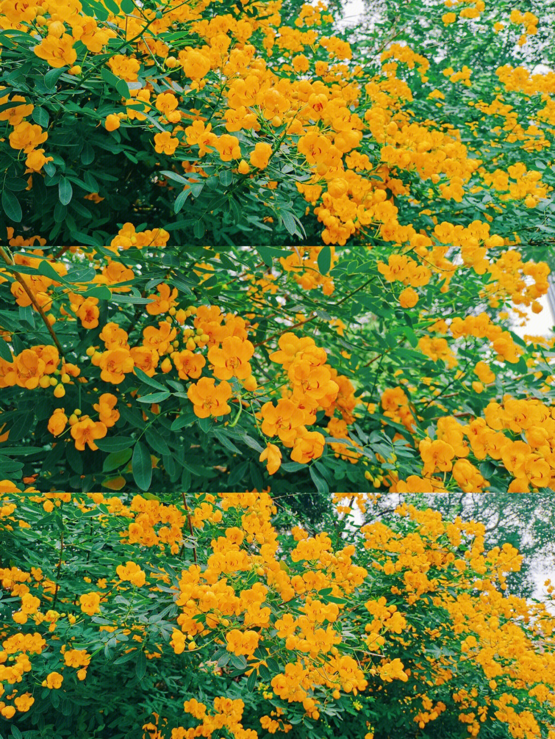绿意盎然的行道树绿化带里有着五颜六色的花朵在公园随处可见的黄槐花