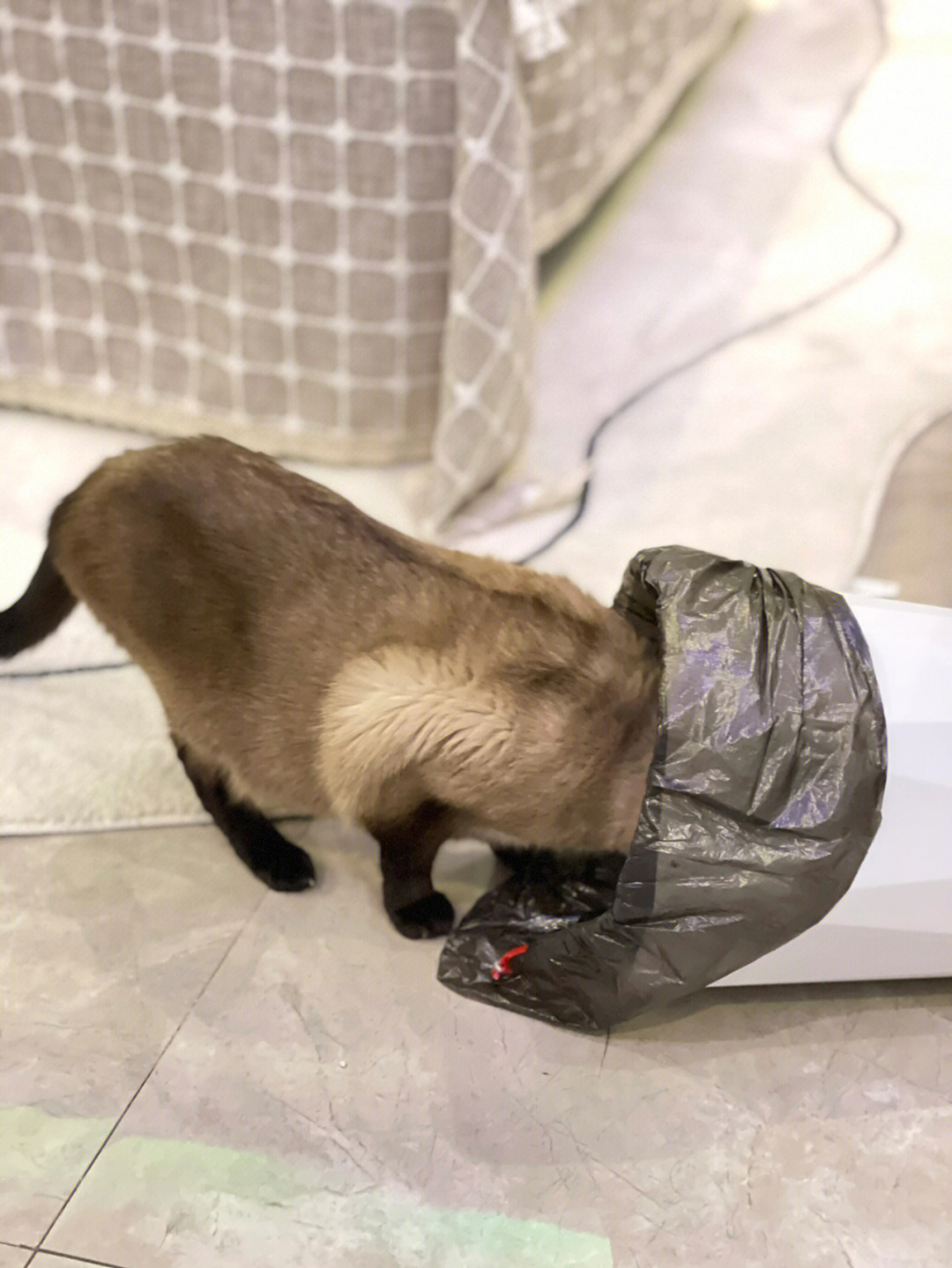 不会翻垃圾桶的猫不是好清洁工