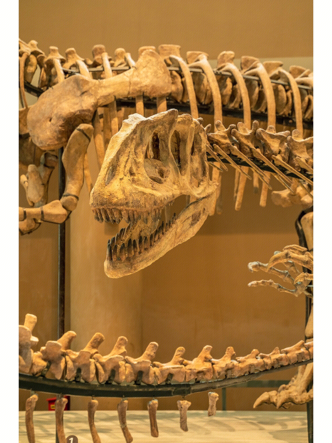 化石包括了有许氏禄丰龙,多棘坨江龙,魏氏准噶尔翼龙,恐龙脚印,恐龙蛋