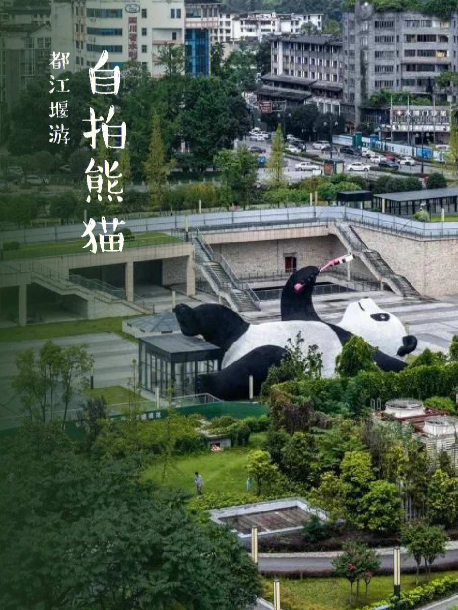 都江堰自拍熊猫地址图片