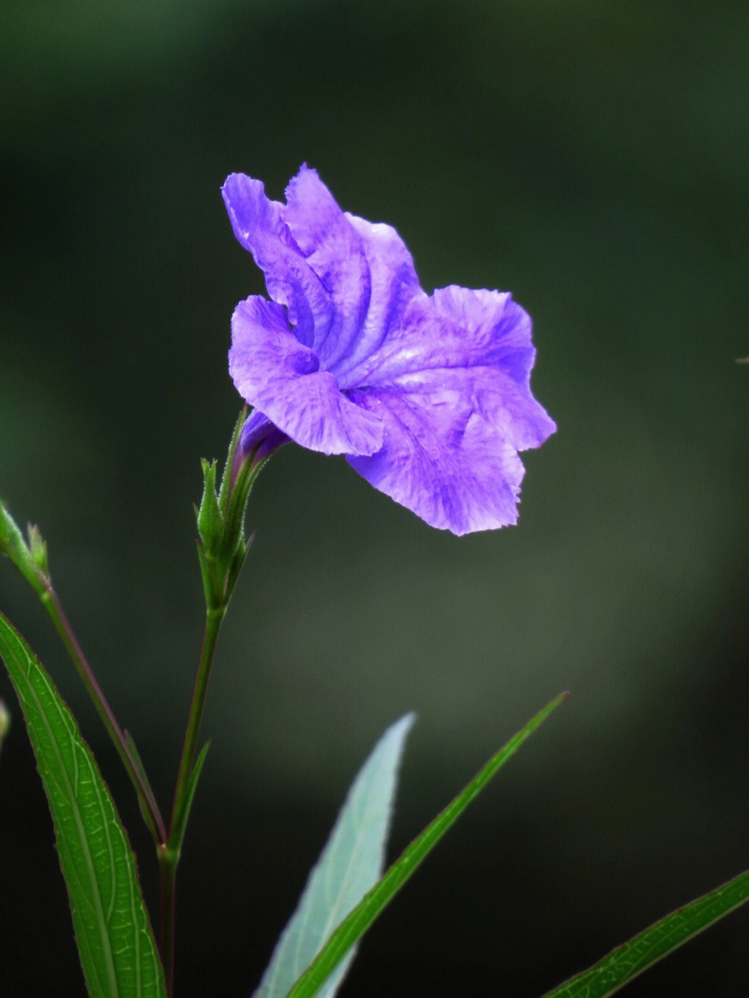 陌上花开