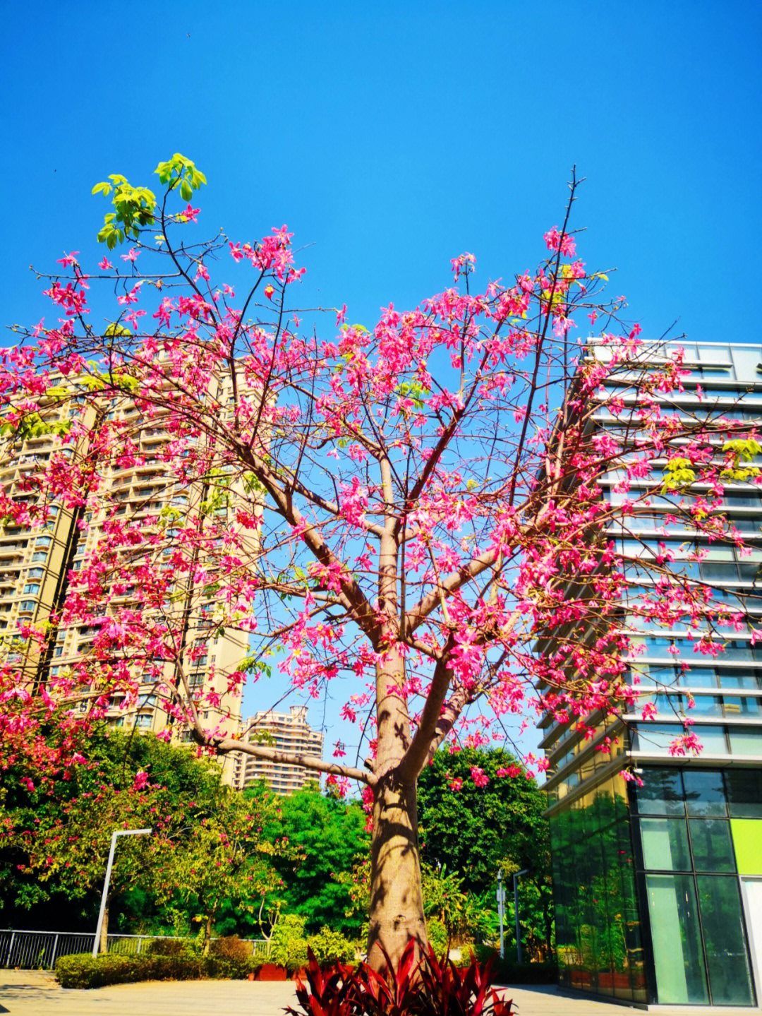 丝棉木开花图片