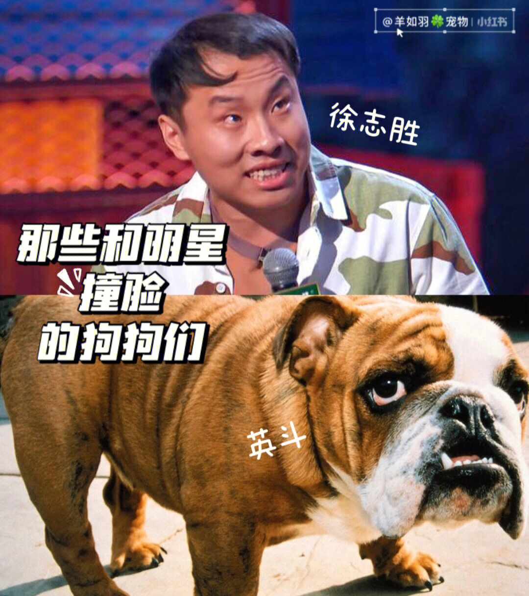 阿水柴犬撞脸图片图片