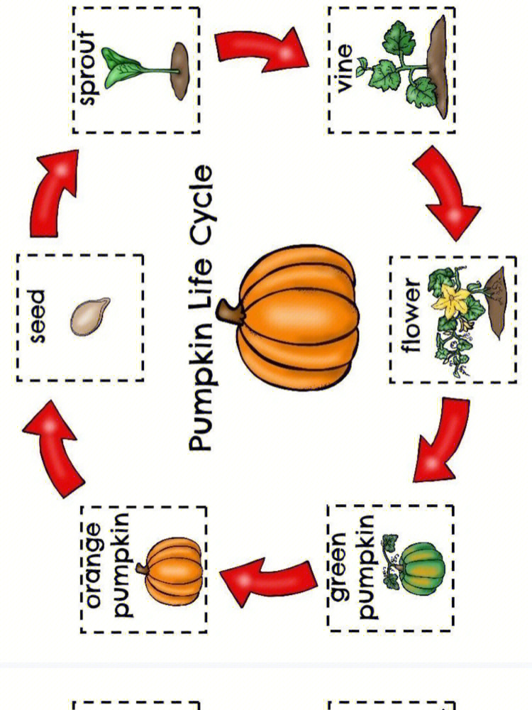 南瓜的生长过程描述图片