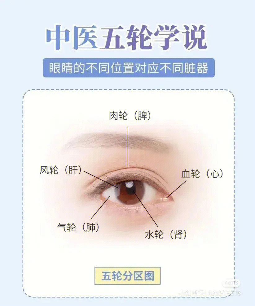 眼睛的不同位置对应不同脏器