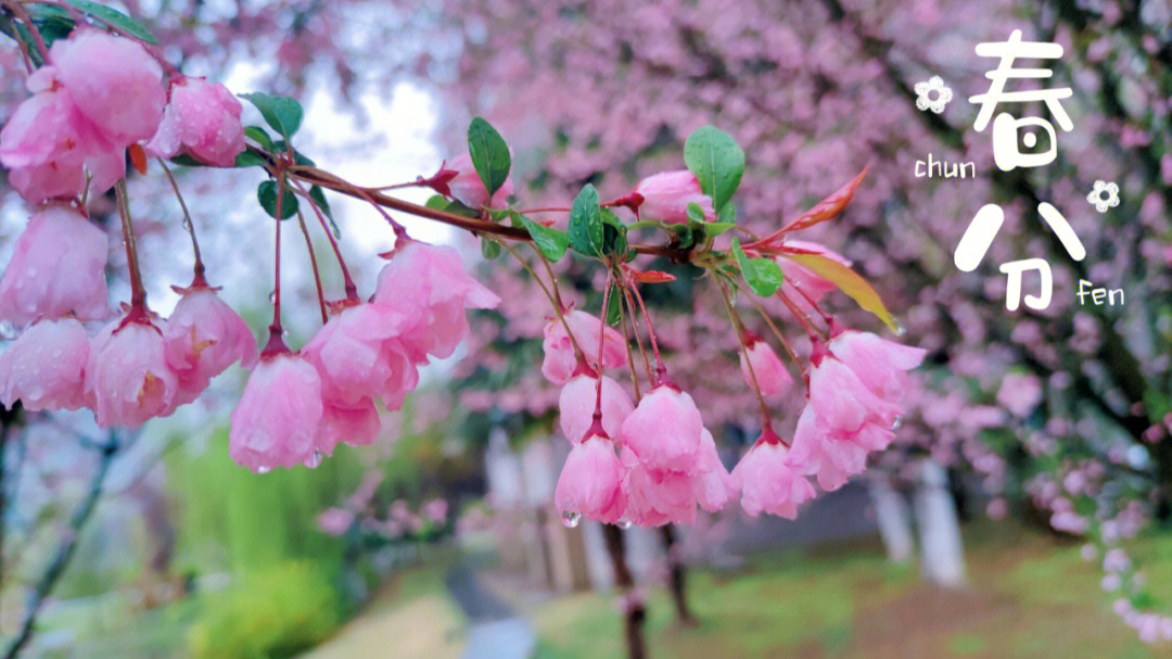 雨中的海棠