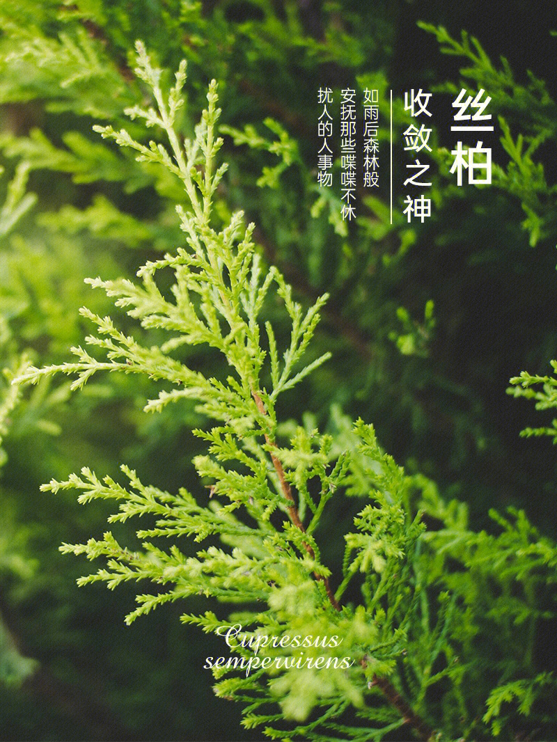 缘氛芳香馆丝柏精油