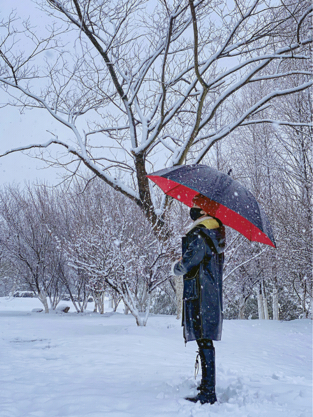 记录美好91我的照片下雪啦|一起打雪仗|雪地里撒欢最美下雪天|雪景