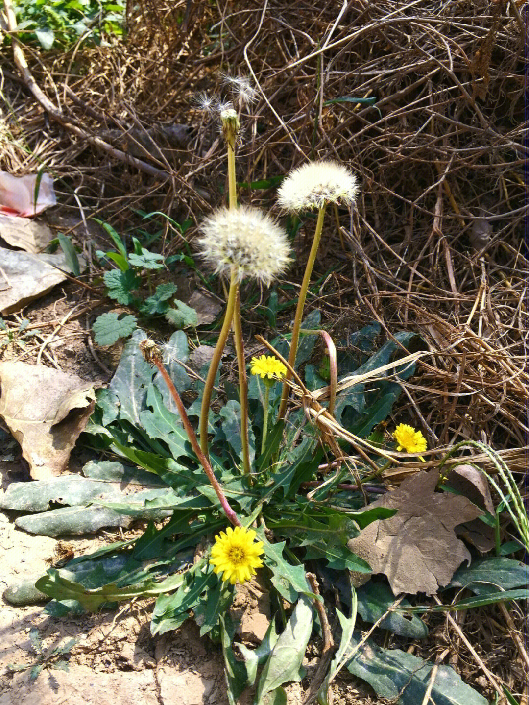 菊科蒲公英属的多年生草本植物,别名黄花地丁,婆婆丁等