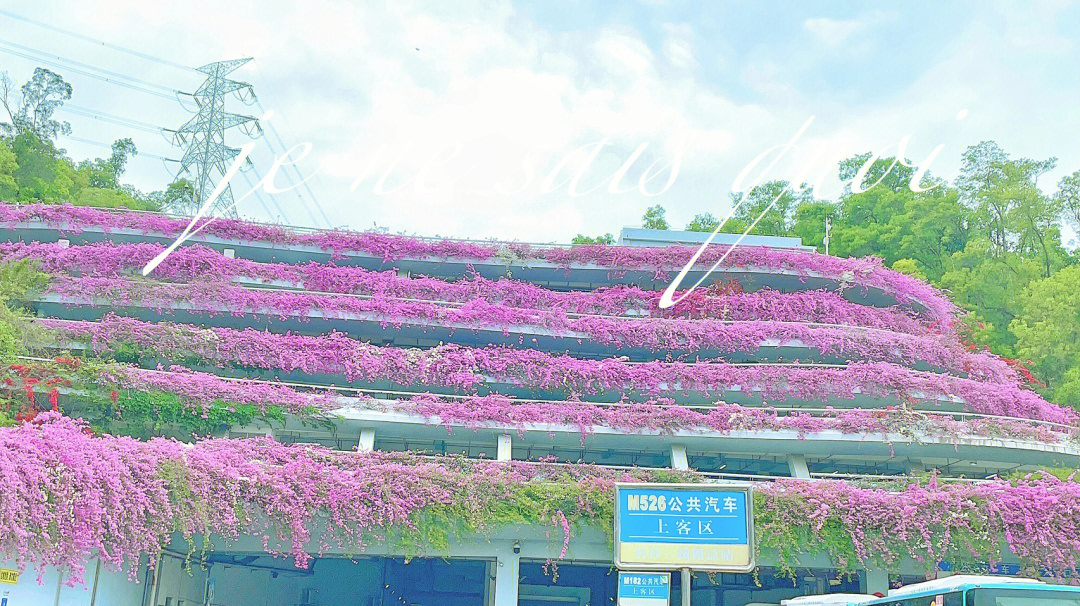 仙湖植物园春日里的各种鲜花真的是眼花缭乱绿的红的紫的 都是自然