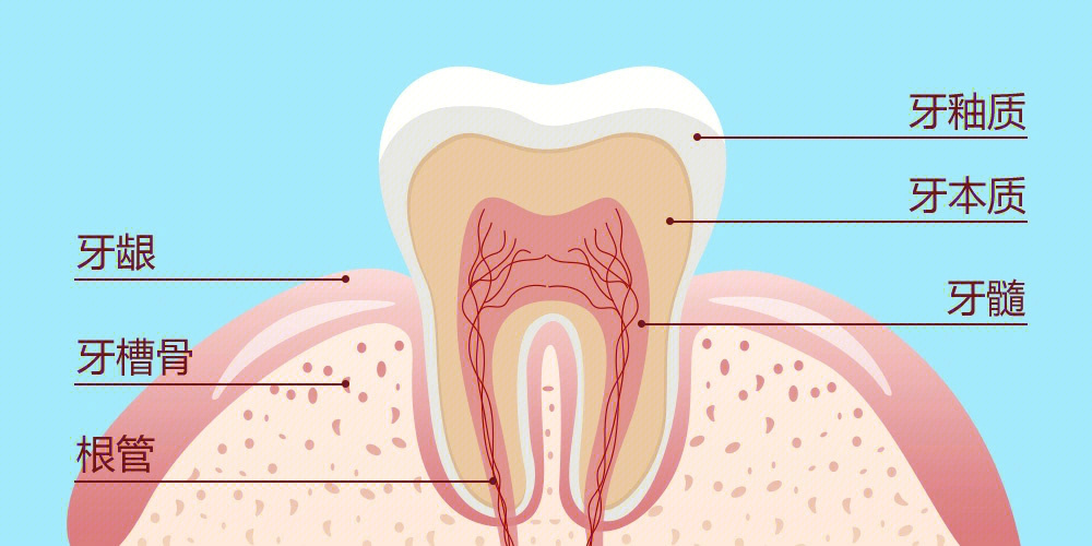 牙釉质和牙骨质的作用是什么
