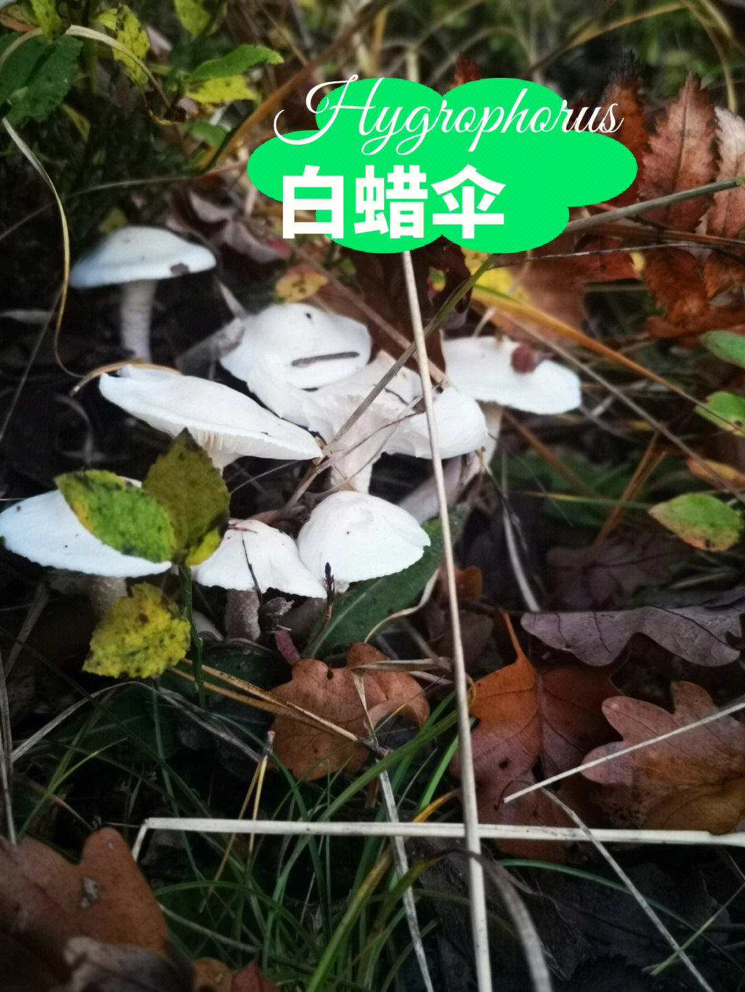 每天认识一种蘑菇白蜡伞
