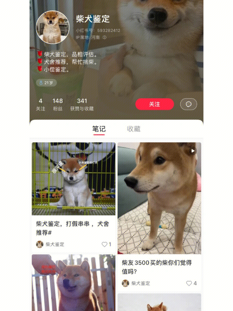 锋尚犬舍重出江湖了有偿鉴定挑选骗子吧