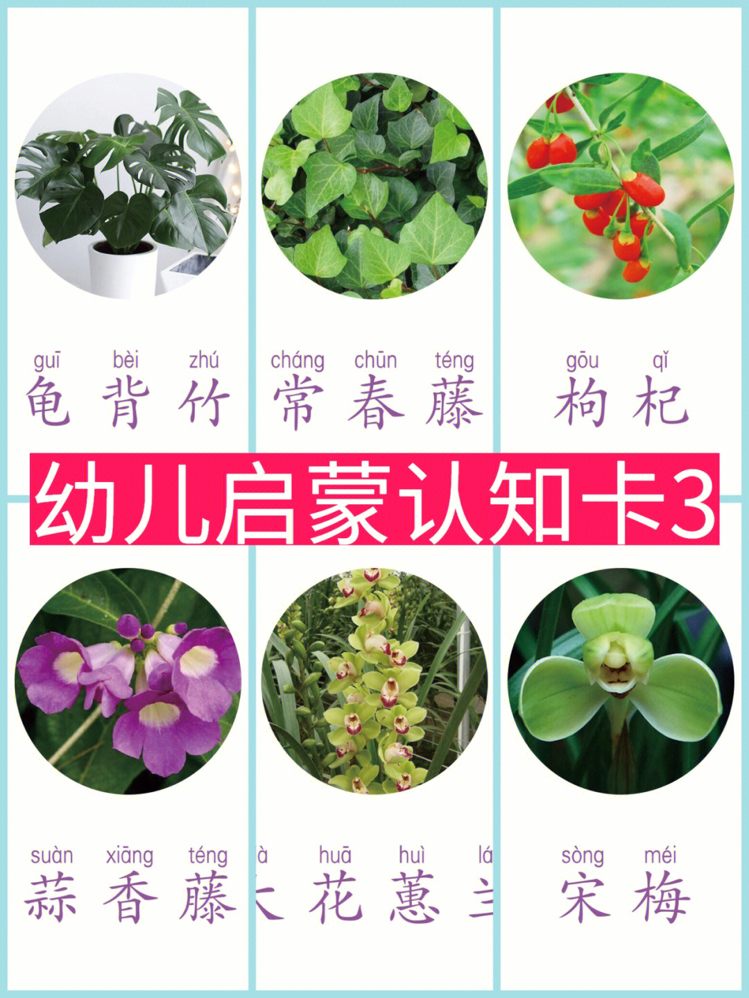 儿童常见植物名称大全图片