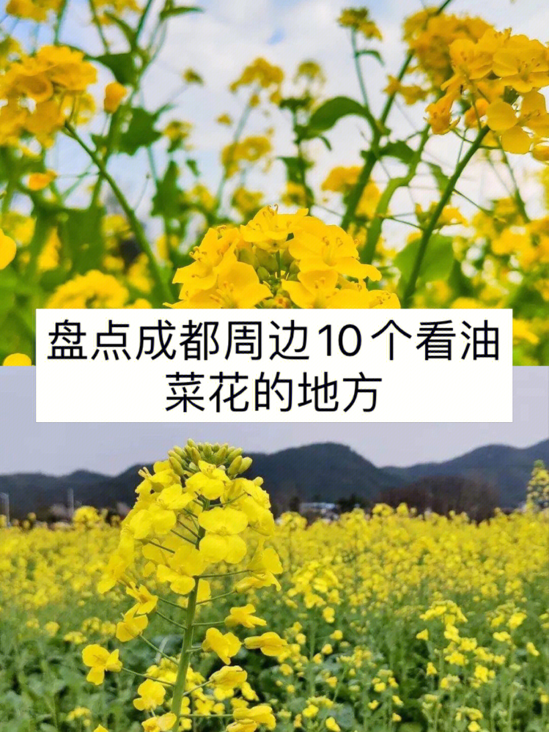 盘点成都周边10个看油菜花的地方