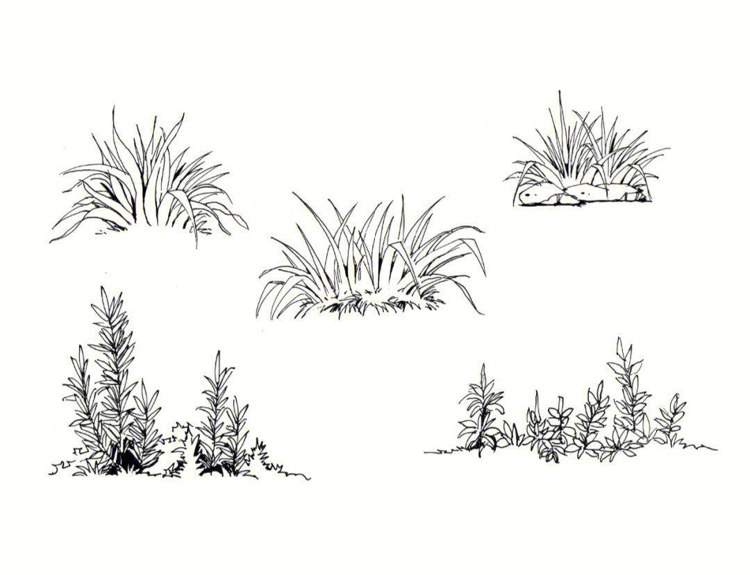 植物组团景观手绘图片