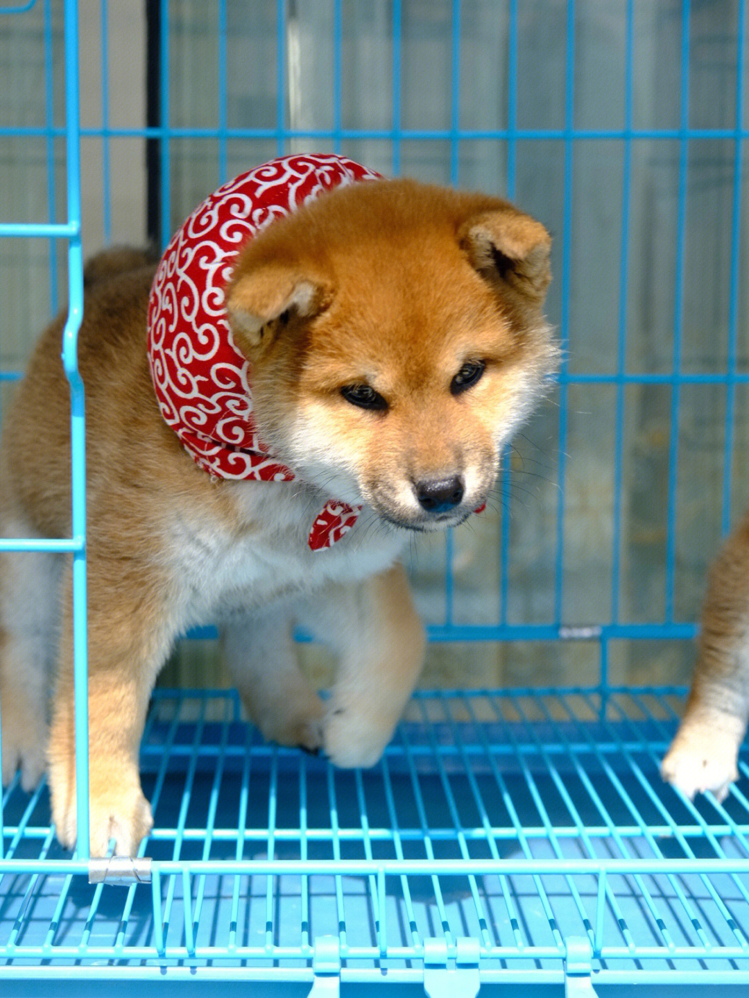 合肥柴多酱柴犬柴犬奶狗日常