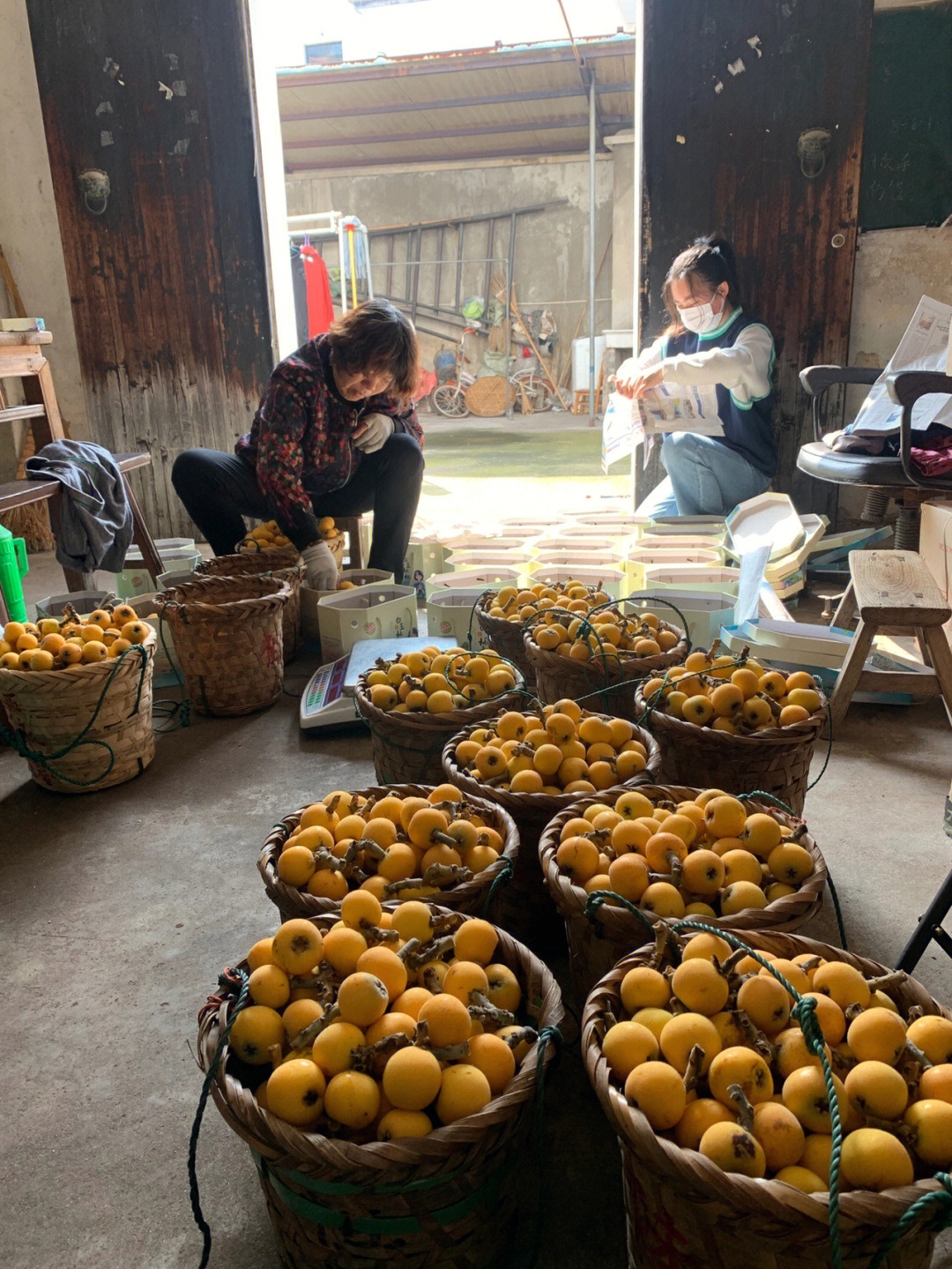苏州东山采枇杷农家乐图片