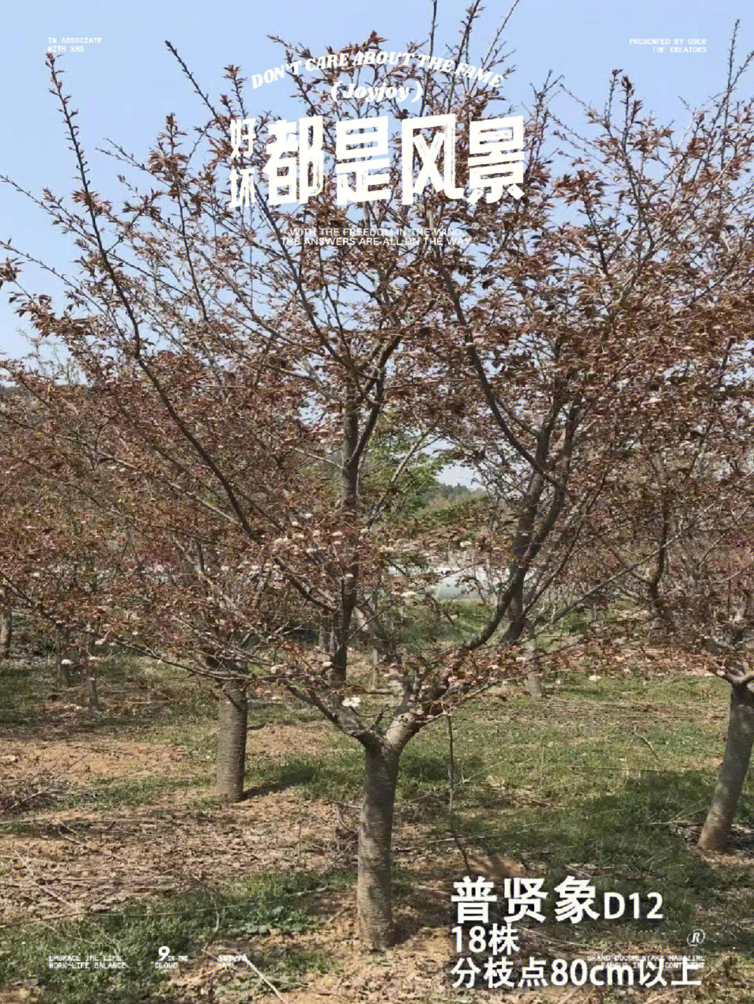关山樱花产地图片