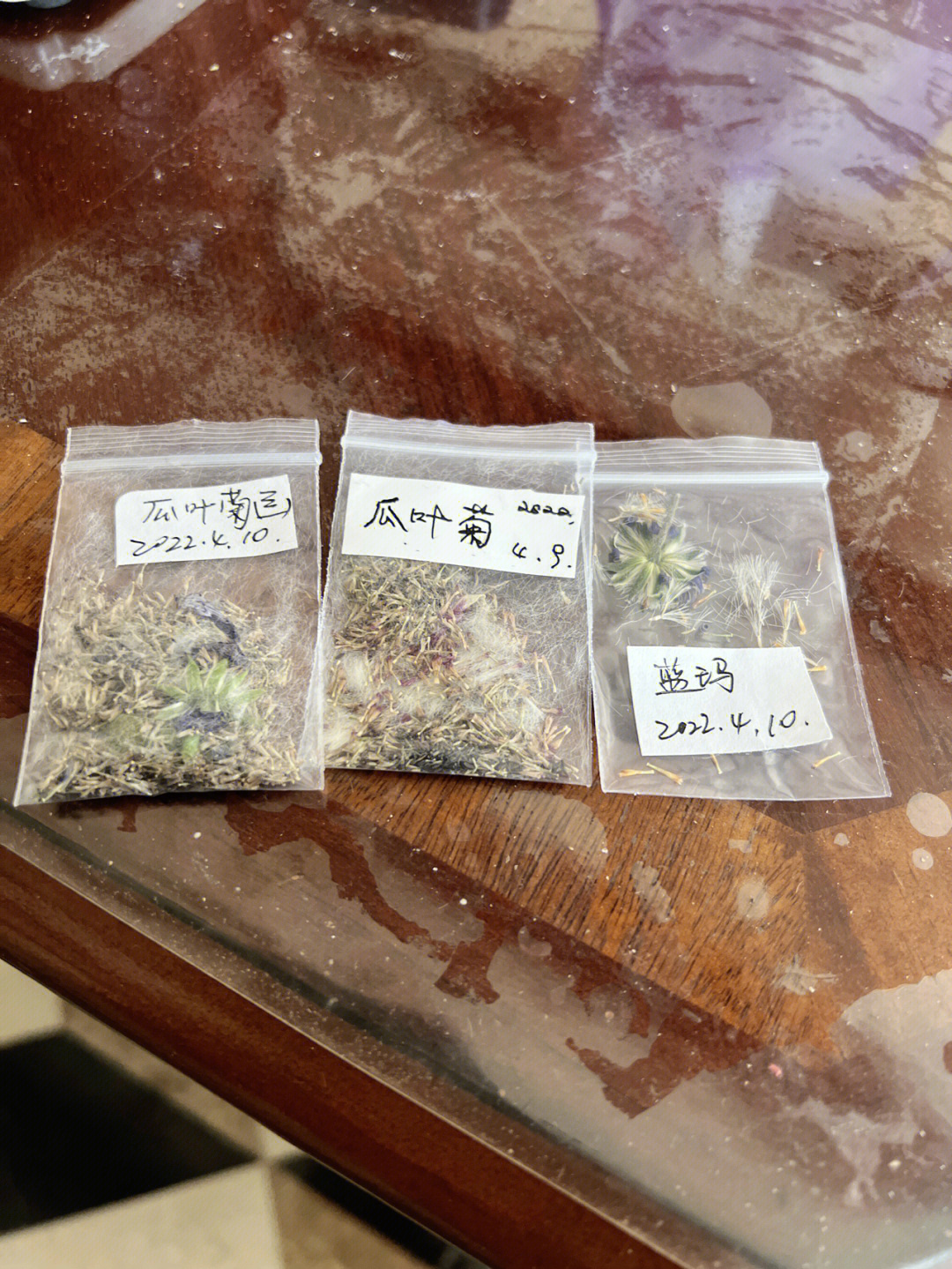 蓝玛和蓝色瓜叶菊收到籽了