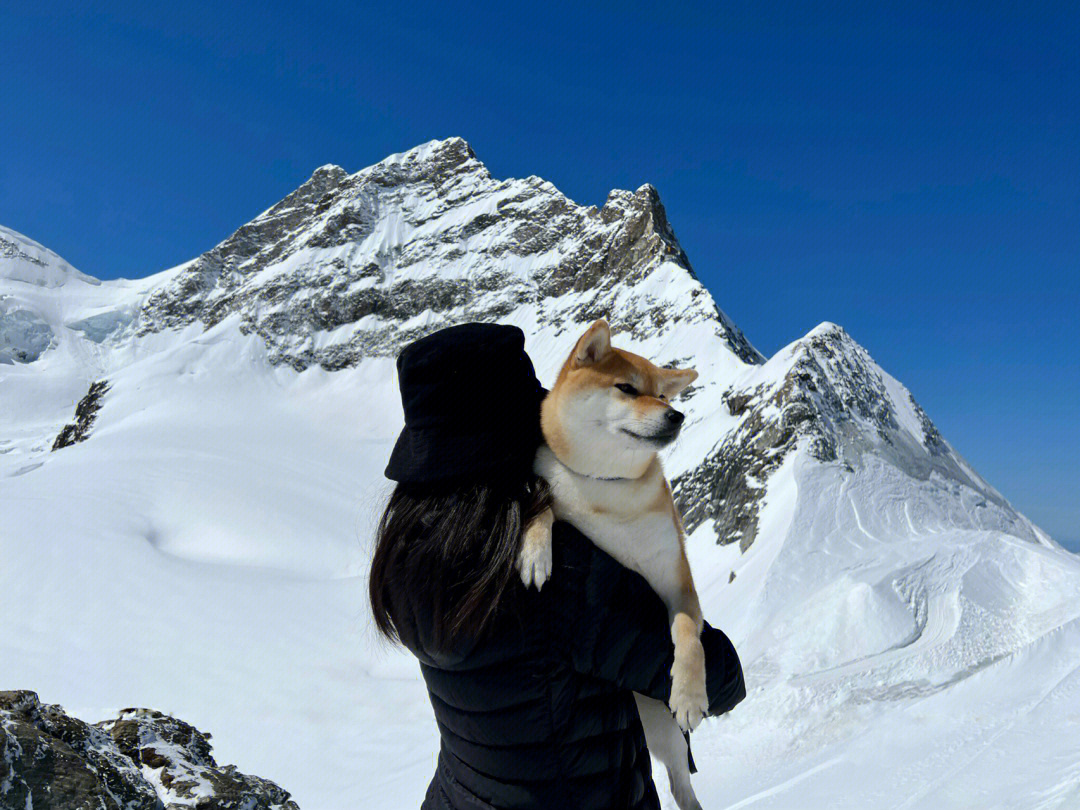 79和狗狗一起在瑞士滑雪