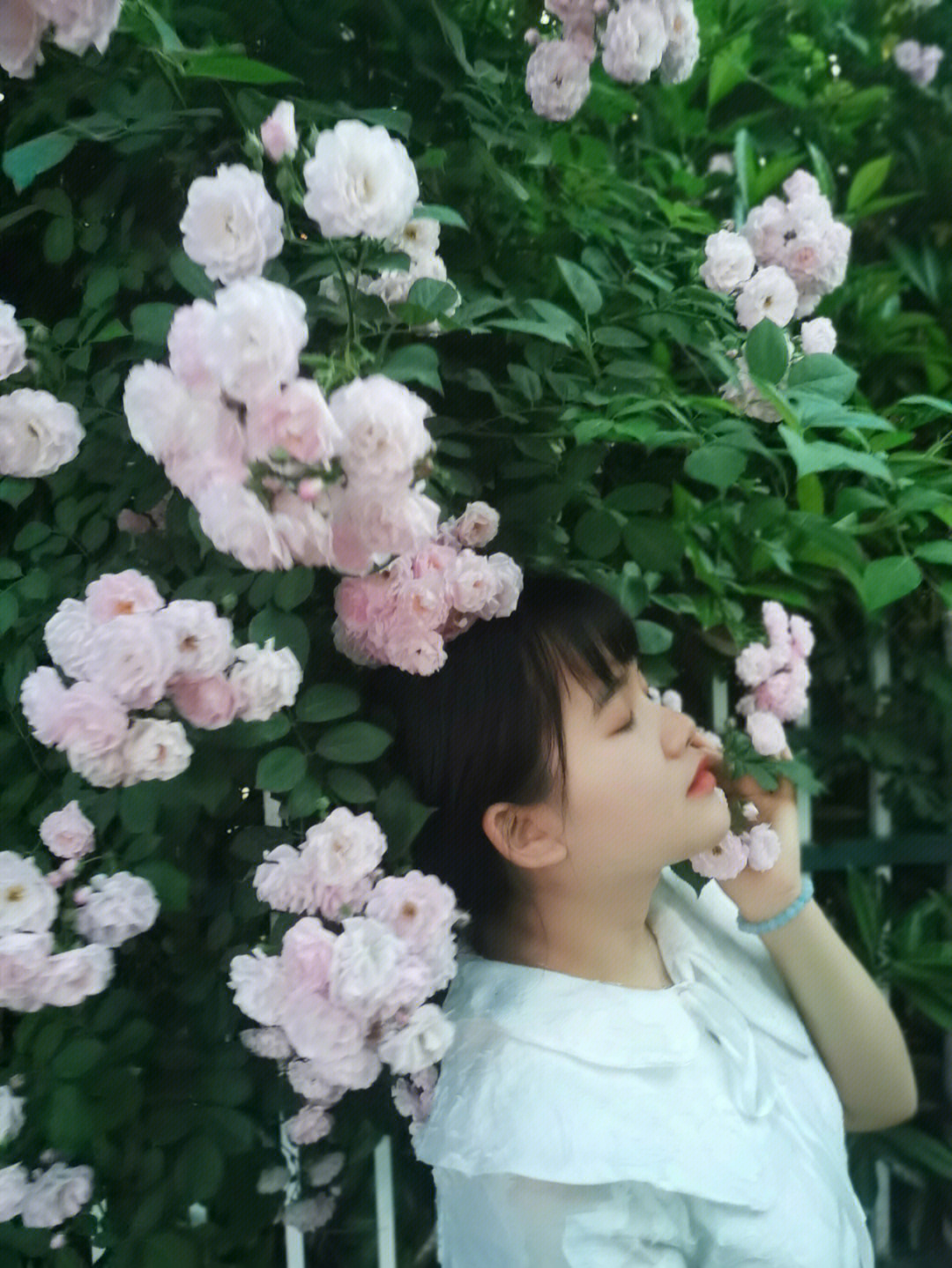 细嗅蔷薇四月的蔷薇花
