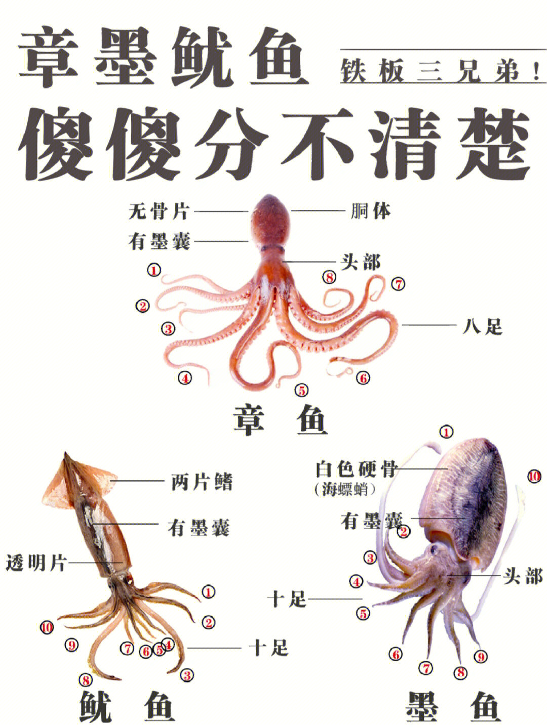 章鱼,鱿鱼,墨鱼到底有啥区别?