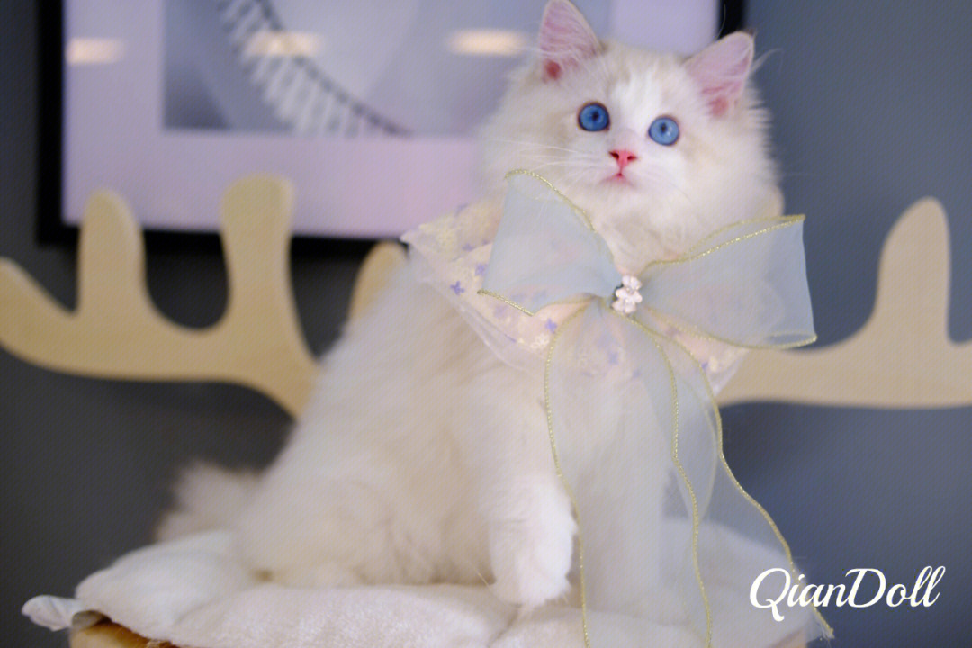 遇见你的猫布偶猫人形图片