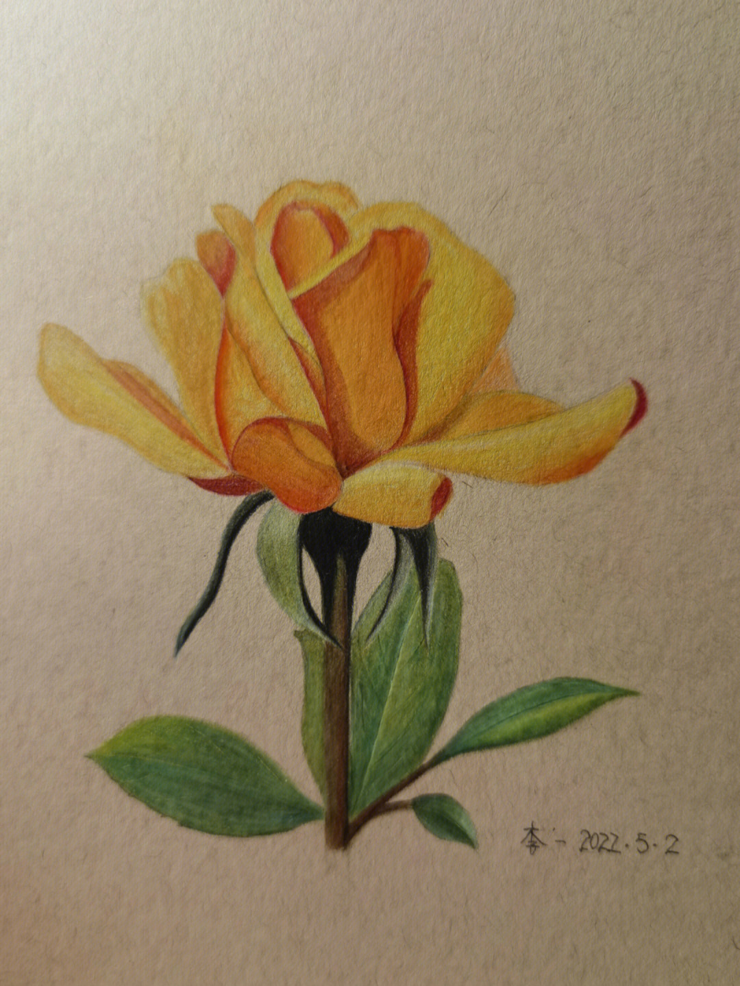 彩铅玫瑰简笔画图片