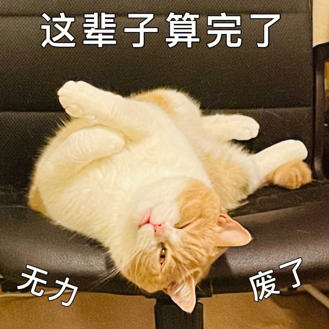 猫猫摆烂表情包图片