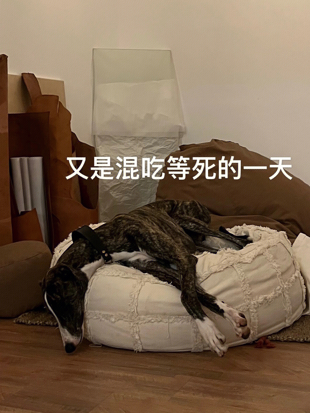 灵缇犬  