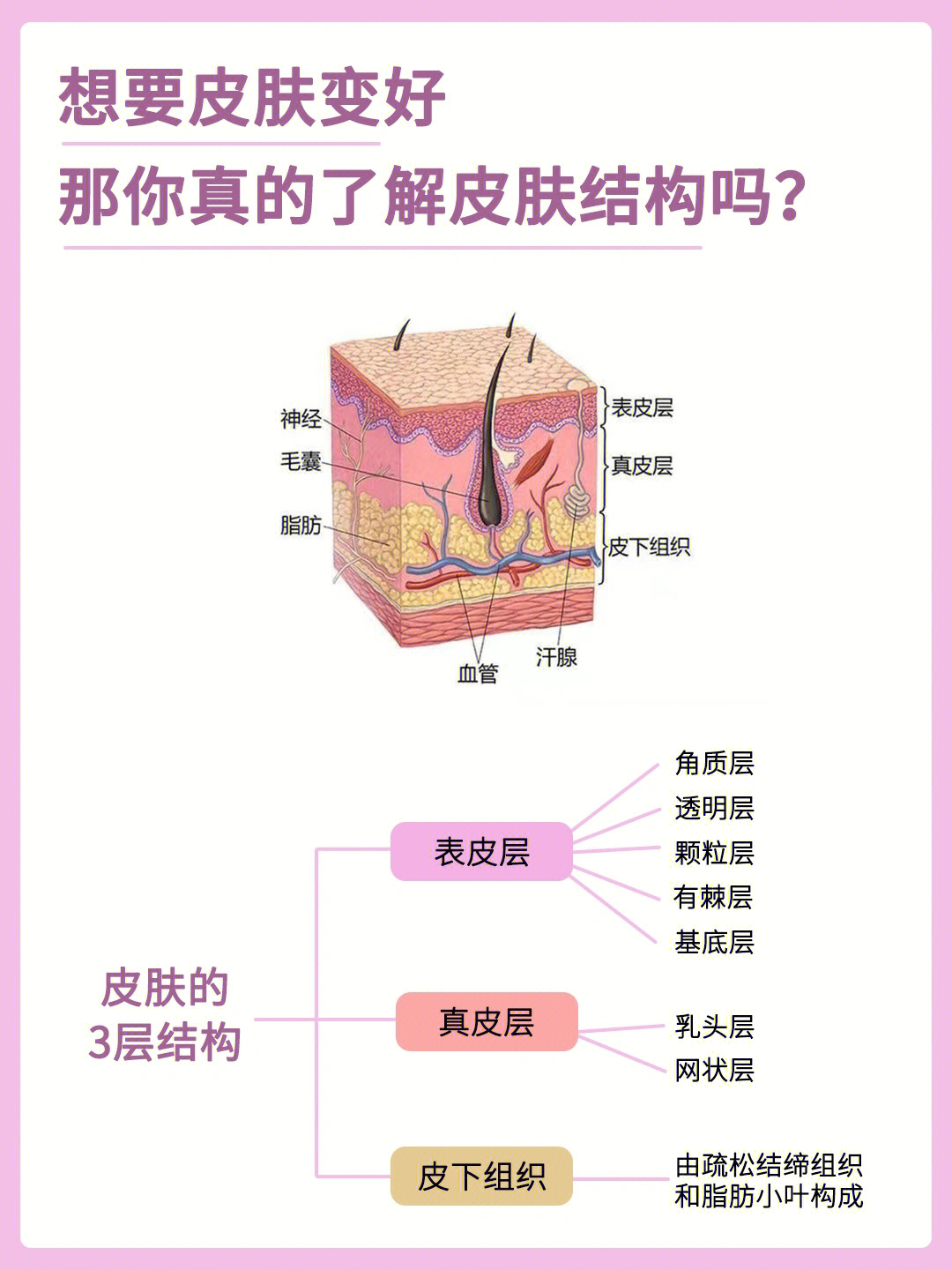 93皮肤结构及作用71皮肤结构有哪三层?