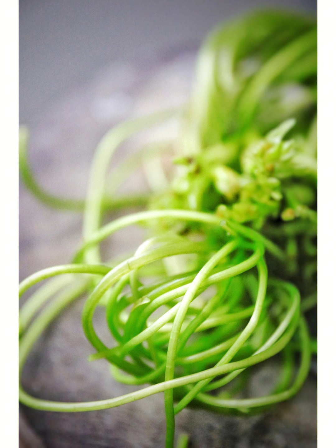海菜花养殖图片