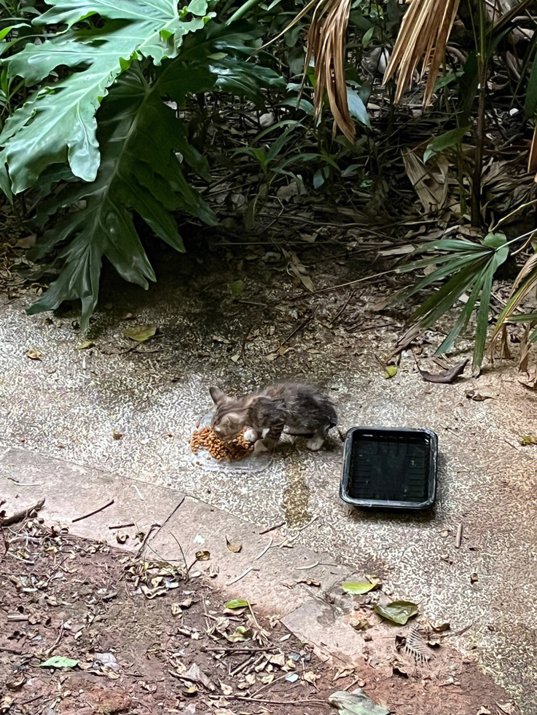 暴打流浪小奶猫惨状图片