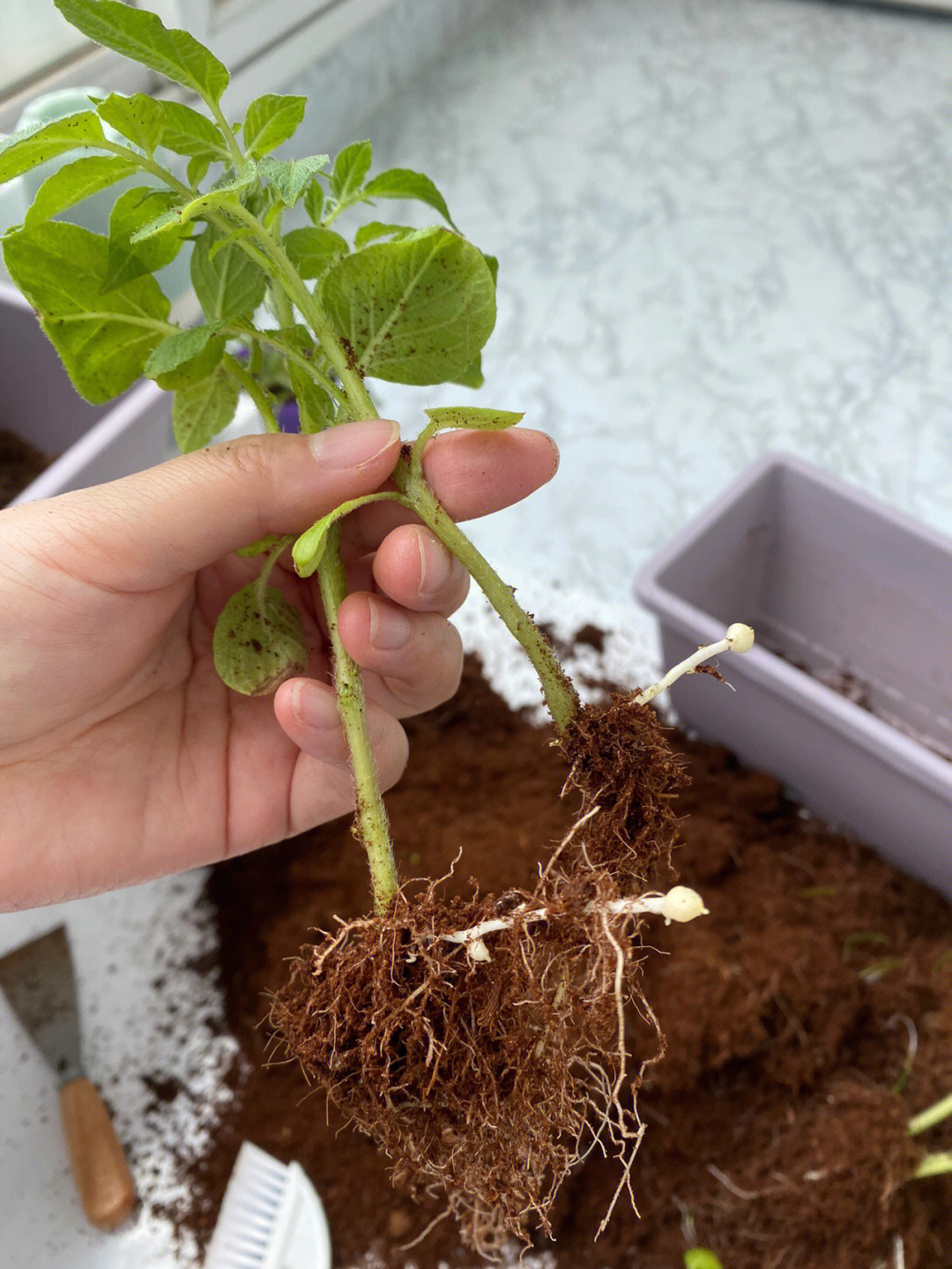 第三次移栽这些土豆,换一个大盆上次剪掉的分枝扦插到土里居然长的