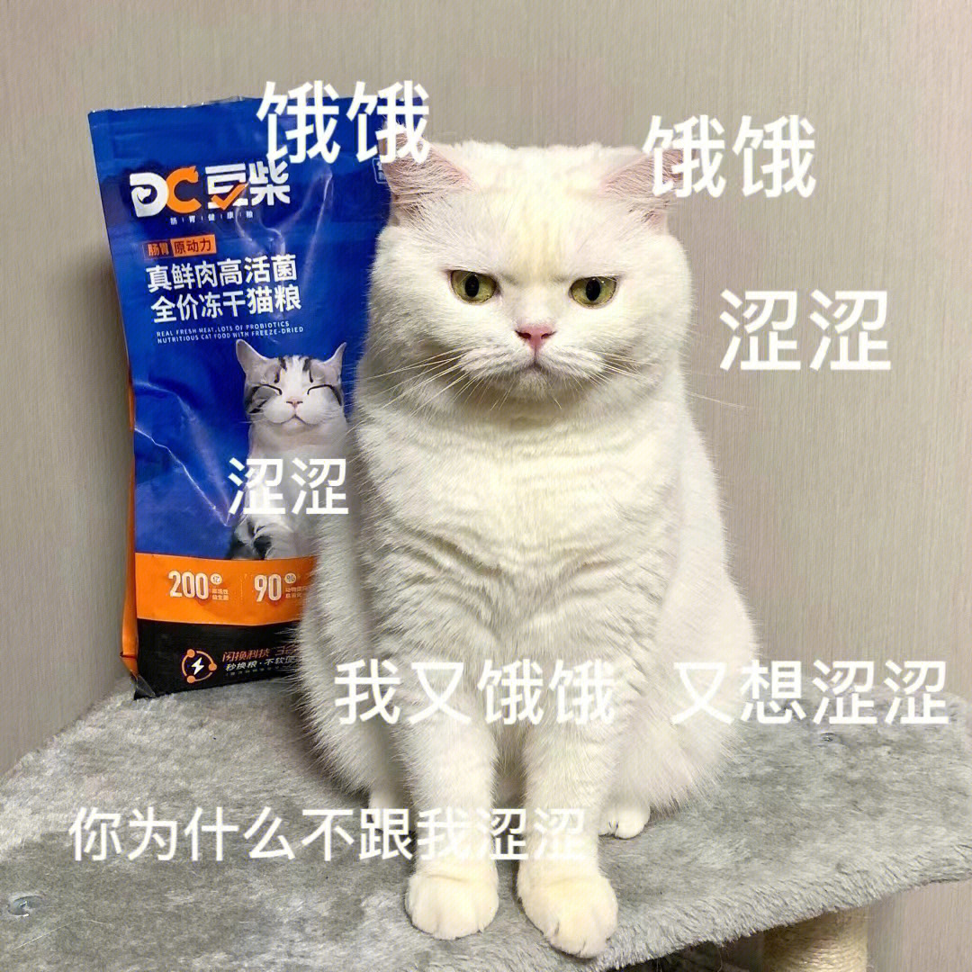 适合发给男朋友的猫咪表情包