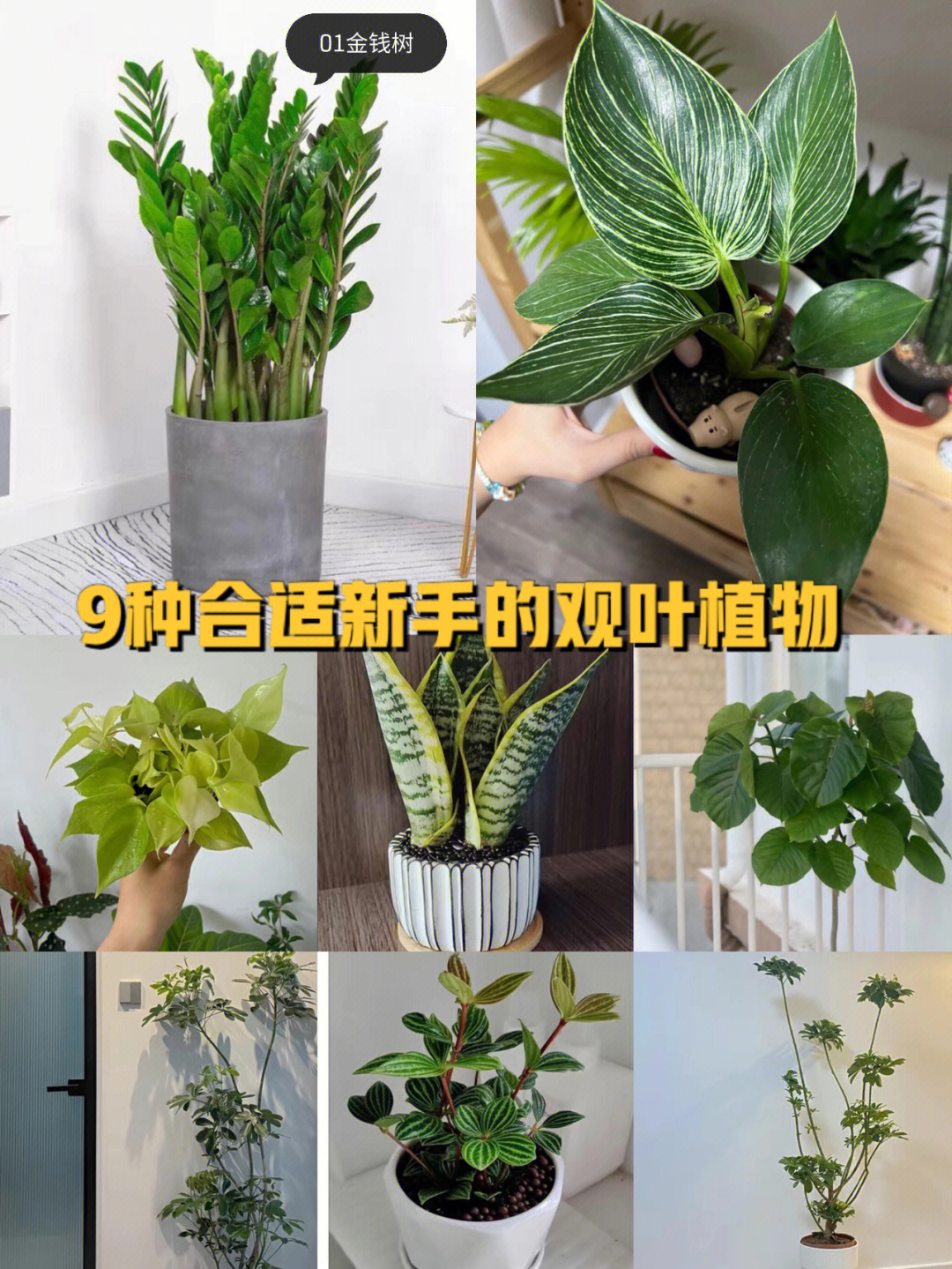 观叶植物名称大全图片