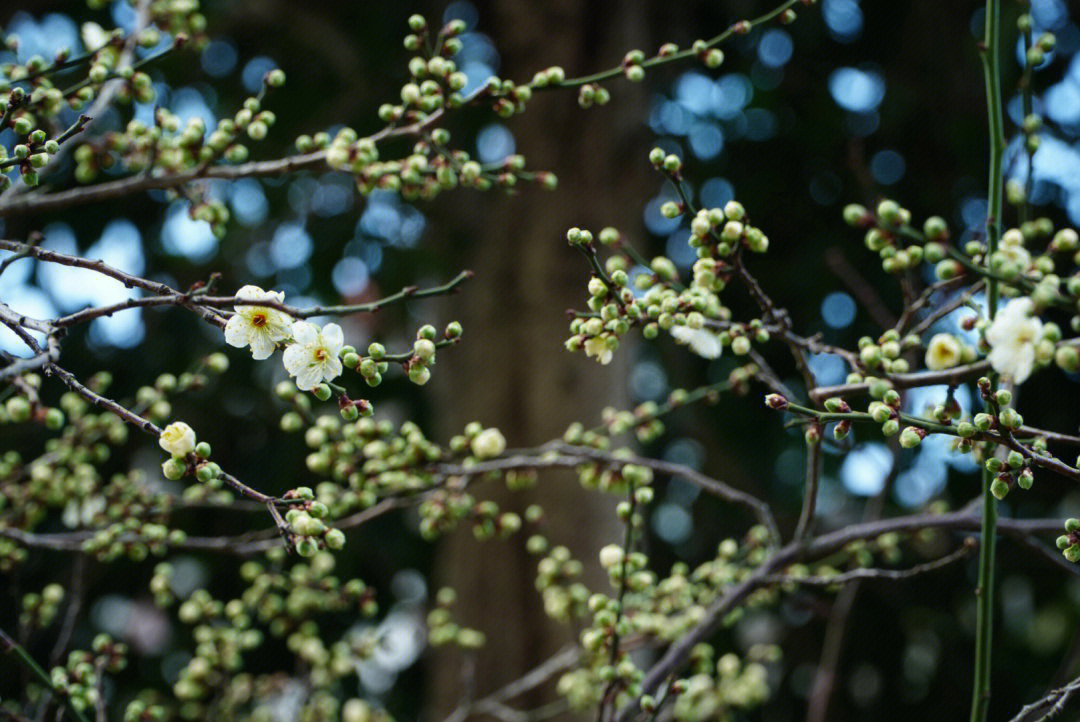 绿萼梅赋图片
