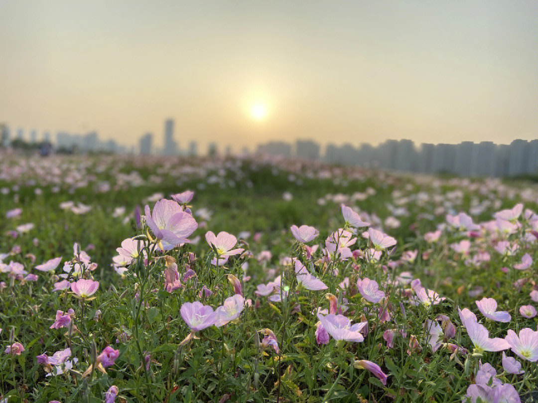 洋湖体育公园油菜花图片